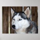 Recherche de indigène photographie Animal