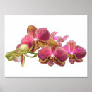 Suche nach rote orchidee poster Rosa