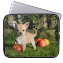 Recherche de faon coques Chiot
