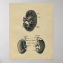 Suche nach drüsen poster Anatomie