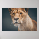 Suche nach weibliche löwen poster Wild