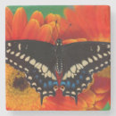 Recherche de gerbera dessous de verres Orange