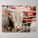 Suche nach rodeo poster Land