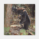 Recherche de animaux de forêt magnets Ours