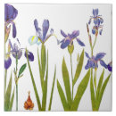 Suche nach iris blumen fliesen Botanisch
