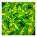 Recherche de coleus posters Fleur