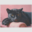 Recherche de panthère rose Chat
