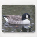 Suche nach kanada gänse mousepads Tierwelt