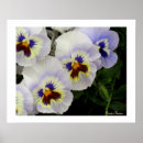 Suche nach veilchen sind blau poster Violett