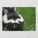 Recherche de skunk invitations Animal