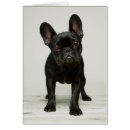 Recherche de de bouledogue français cartes postales Animaux de bébé
