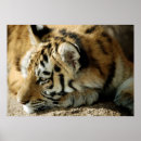 Suche nach als nächstes poster Wild