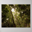 Suche nach tropischer regenwald poster Umwelt