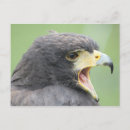 Suche nach harris hawk postkarten Raubvogel