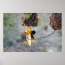 Recherche de bird posters Nest