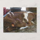 Recherche de vaches cartes postales Élevage