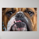 Recherche de bouledogue anglais posters Chien
