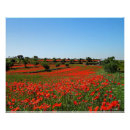 Recherche de pépites posters Pavot rouge