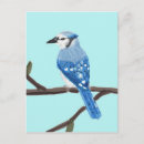 Recherche de geai cartes postales Oiseau