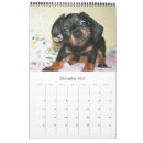 Recherche de teckel calendriers Dachshund