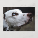 Suche nach schwarze flecken postkarten Hund