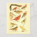 Suche nach vintage birds postkarten Ephemee