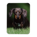 Suche nach dachshunds magnete Tier