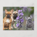 Suche nach bulldog postkarten Hund