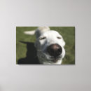 Suche nach wenn naß leinwandbilder Hund