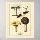 Recherche de champignons posters Botanique