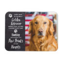 Suche nach goldene retriever magnete Dogs