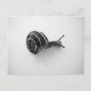 Recherche de escargot mignon cartes postales Nature