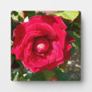 Suche nach rote rosen fotoplatten Liebe