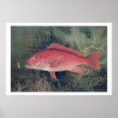 Suche nach fische poster Marine