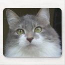 Recherche de chat maison tapis souris Félin