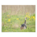 Recherche de la turquie posters Photographie