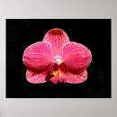 Suche nach orchidee phalaenopsis poster Exotisch