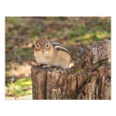 Suche nach chipmunk foto poster Wild