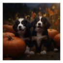 Suche nach sennenhund poster Welpe