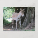 Recherche de ânes cartes postales Mignon