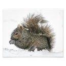 Recherche de neige photographie Photographie de la nature