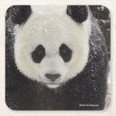 Recherche de pandas mignons dessous de verres Smithsonien