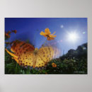 Suche nach schmetterlinge poster Wildtiere