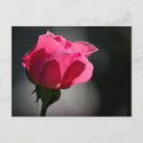 Recherche de rosas cartes postales Nature