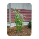 Recherche de arbuste magnets Jardin