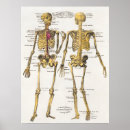 Recherche de anatomique posters Humain