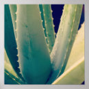 Suche nach aloe poster Botanisch