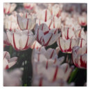 Recherche de tulipe carreaux Pays bas