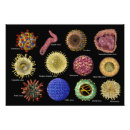 Suche nach herpes poster Virus