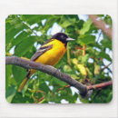 Recherche de baltimore photographie Nature